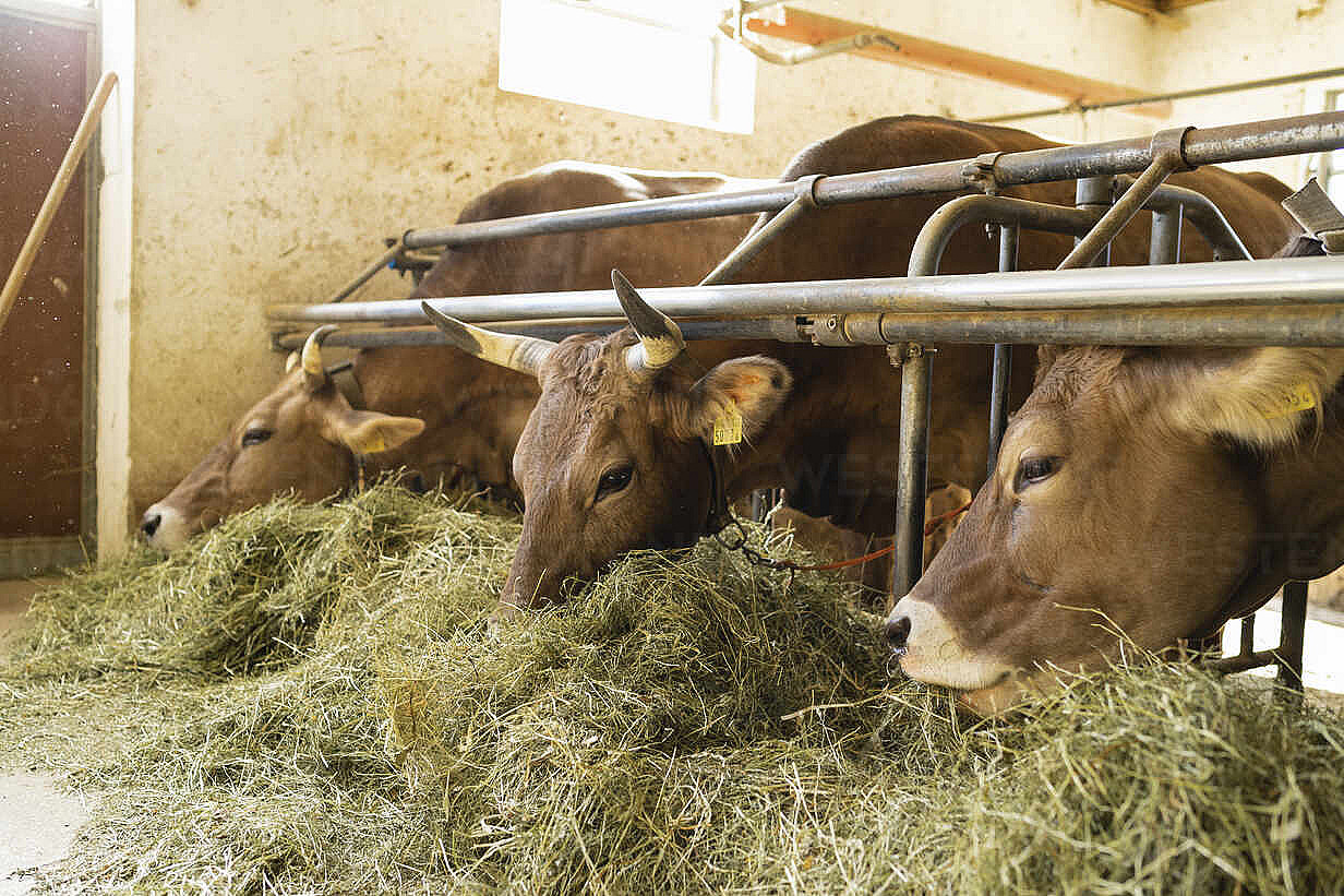 cows-eating-hay-in-stable-FBAF00831