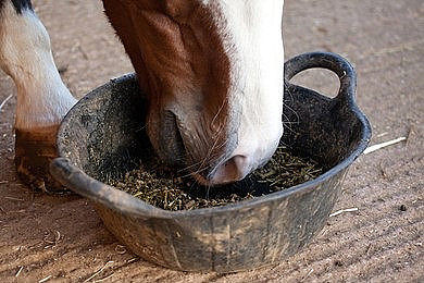 horse-eating-rubber-tub-260nw-500372503