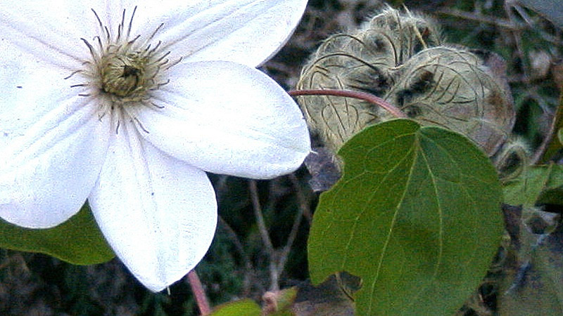 clematis-web